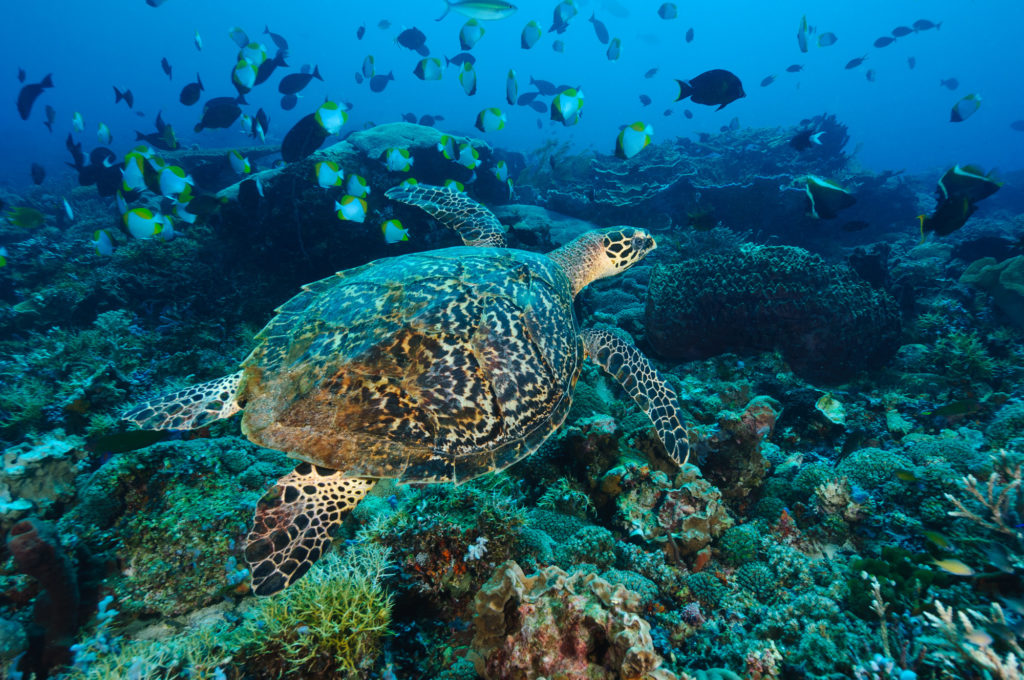 Hawksbill turtle swimming over a coral reef, Sangalaki, Kalimantan, Indonesia. Sangalaki is part of the Derawan Island group, off East Kalimantan. The island is famous for its reefs, manta rays and cuttlefish, and as an important nesting site for the endangered green turtle. Sangalaki was a popular tourist destination, until the Indonesian government closed down access to the island in 2009.