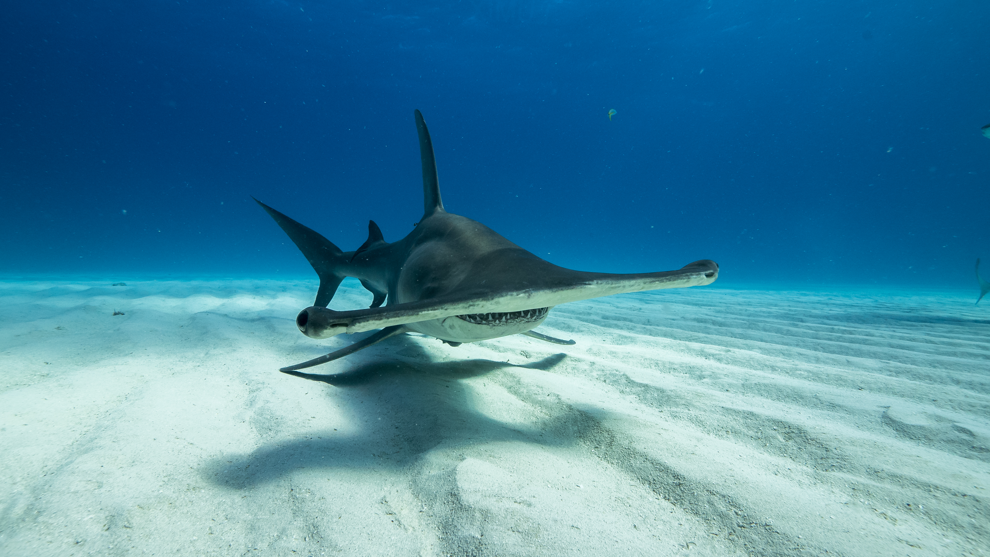 In Photos: Diving with Tiger and Hammerhead Sharks in the Bahamas ...